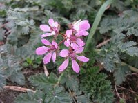 Erodium cicutarium 13, Gewone reigersbek, Saxifraga-Jasenka Topic