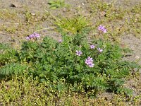 Erodium cicutarium 01 #47142 : Erodium cicutarium, Gewone reigersbek