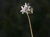Erodium cicutarium 19, Gewone reigersbek, Saxifraga-Jan van der Straaten