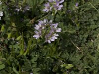 Erodium cicutarium 20, Gewone reigersbek, Saxifraga-Willem van Kruijsbergen