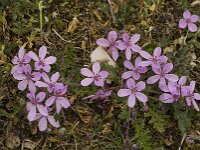 Erodium cicutarium 26, Gewone reigersbek, Saxifraga-Jan van der Straaten