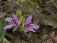 Erodium cicutarium 29, Gewone reigersbek, Saxifraga-Willem van Kruijsbergen