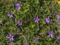 Erodium cicutarium 31, Gewone reigersbek, Saxifraga-Jan van der Straaten