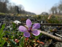 Erodium cicutarium 41, Gewone reigersbek, Saxifraga-Rutger Barendse