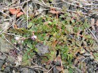 Erodium cicutarium 42, Gewone reigersbek, Saxifraga-Rutger Barendse