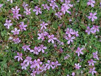 Erodium cicutarium 5, Gewone reigersbek, Saxifraga-Jan van der Straaten