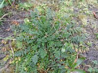 Erodium cicutarium 53, Gewone reigersbek, Saxifraga-Rutger Barendse