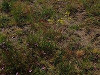 Erodium cicutarium 57, Gewone reigersbek, Saxifraga-Hans Boll