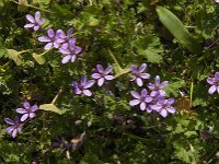 Erodium cicutarium 81, Gewone reigersbek, Saxifraga-Jan van der Straaten