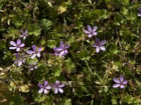 Erodium cicutarium 84, Gewone reigersbek, Saxifraga-Jan van der Straaten