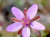 Erodium cicutarium 86, Gewone reigersbek, Saxifraga-Sonja Bouwman
