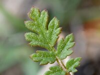 Erodium cicutarium 87, Gewone reigersbek, Saxifraga-Sonja Bouwman
