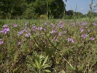 Erodium cicutarium 94, Gewone reigersbek, Saxifraga-Willem van Kruijsbergen