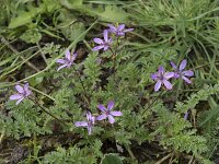 Erodium cicutarium 95, Gewone reigersbek, Saxifraga-Willem van Kruijsbergen