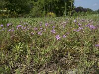 Erodium cicutarium 96, Gewone reigersbek, Saxifraga-Willem van Kruijsbergen