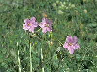 Erodium gruinum