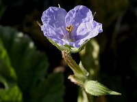 Erodium gruinum 2, Saxifraga-Jan van der Straaten