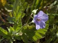 Erodium gruinum 3, Saxifraga-Jan van der Straaten