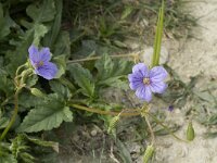 Erodium gruinum 4, Saxifraga-Jan van der Straaten