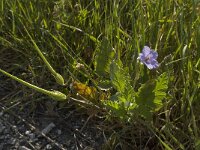 Erodium gruinum 6, Saxifraga-Willem van Kruijsbergen