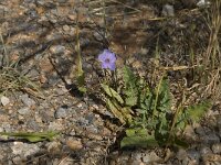 Erodium gruinum 7, Saxifraga-Willem van Kruijsbergen