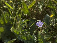 Erodium gruinum 9, Saxifraga-Willem van Kruijsbergen