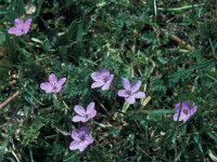 Erodium laciniatum