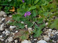 Erodium malacoides 15, Saxifraga-Ed Stikvoort
