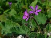 Erodium malacoides 16, Saxifraga-Ed Stikvoort