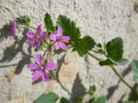 Erodium malacoides 17, Saxifraga-Ed Stikvoort