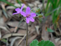 Erodium malacoides 19, Saxifraga-Ed Stikvoort