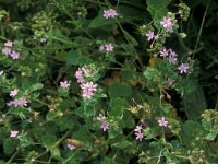 Erodium malacoides 2, Saxifraga-Piet Zomerdijk