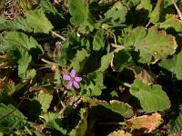 Erodium malacoides 20, Saxifraga-Peter Meininger