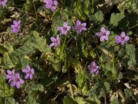 Erodium malacoides 3, Saxifraga-Willem van Kruijsbergen