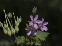 Erodium malacoides 5, Saxifraga-Willem van Kruijsbergen