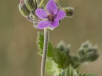 Erodium malacoides 6, Saxifraga-Jan van der Straaten