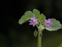 Erodium malacoides 8, Saxifraga-Jan van der Straaten