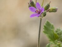 Erodium malacoides 9, Saxifraga-Jan van der Straaten