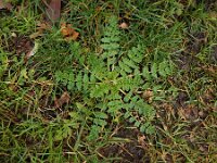 Erodium moschatum 11, Muskusreigersbek, Saxifraga-Ed Stikvoort