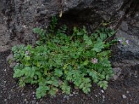 Erodium moschatum 13, Muskusreigersbek, Saxifraga-Ed Stikvoort
