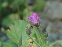 Erodium recoderi