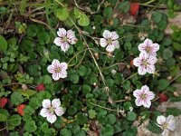 Erodium reichardii 1, Saxifraga-Jeroen Willemsen