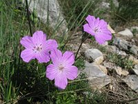 Erodium rodiei