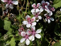 Erodium trifolium 2, Atlasreigersbek, Saxifraga-Ed Stikvoort : Hongaarse wikke gg A900 Lamswaarde