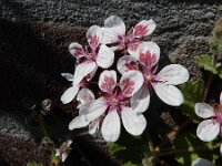 Erodium trifolium 3, Atlasreigersbek, Saxifraga-Ed Stikvoort : Hongaarse wikke gg A900 Lamswaarde