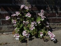 Erodium trifolium 4, Atlasreigersbek, Saxifraga-Ed Stikvoort : Hongaarse wikke gg A900 Lamswaarde