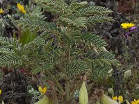 Erophaca baetica 13, Saxifraga-Willem van Kruijsbergen