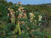 Erophaca baetica 7, Saxifraga-Ed Stikvoort