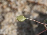 Erophila verna ssp spathulata 49, Saxifraga-Rutger Barendse