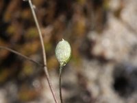 Erophila verna ssp spathulata 50, Saxifraga-Rutger Barendse